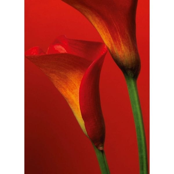 FOTOMURAL RED CALLA LILIES 406